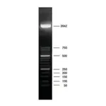 Merck DNA Molecular Weight Marker XIII (50 bp ladder)