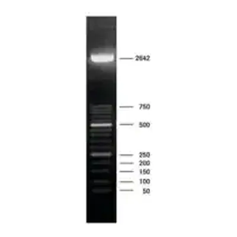Merck DNA Molecular Weight Marker XIII (50 bp ladder)