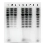 Merck mini Quick Spin DNA Columns