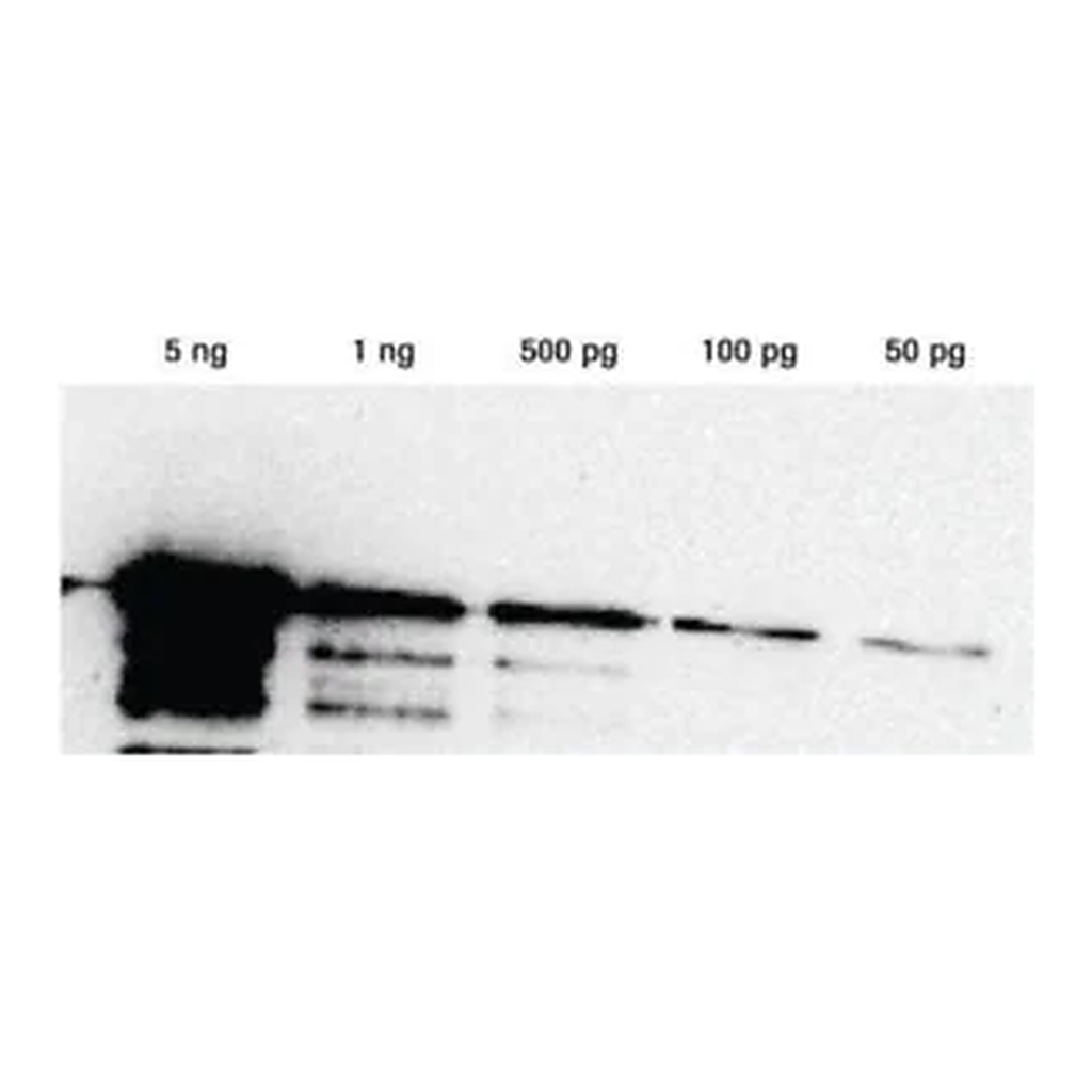 Merck Lumi-Light Western Blotting Substrate