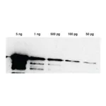 Merck Lumi-Light Western Blotting Substrate