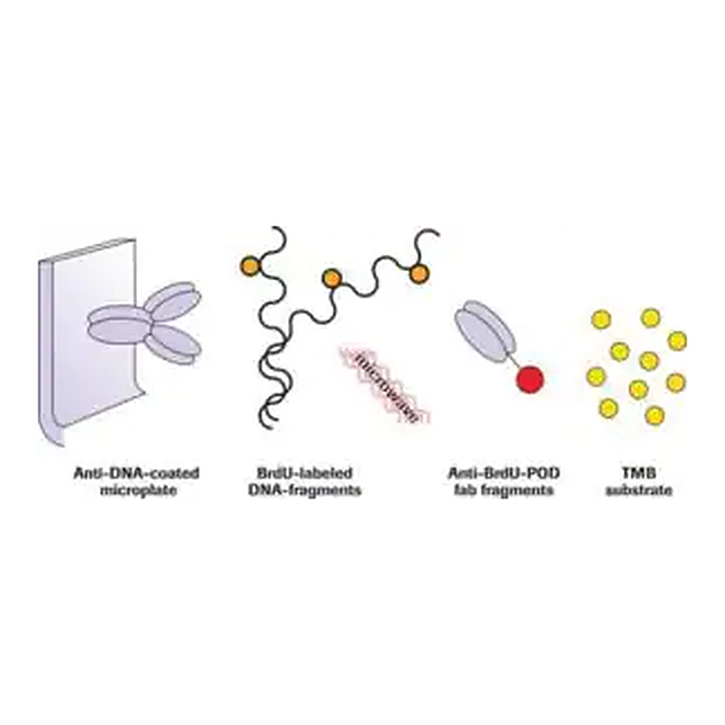 Merck Cellular DNA Fragmentation ELISA