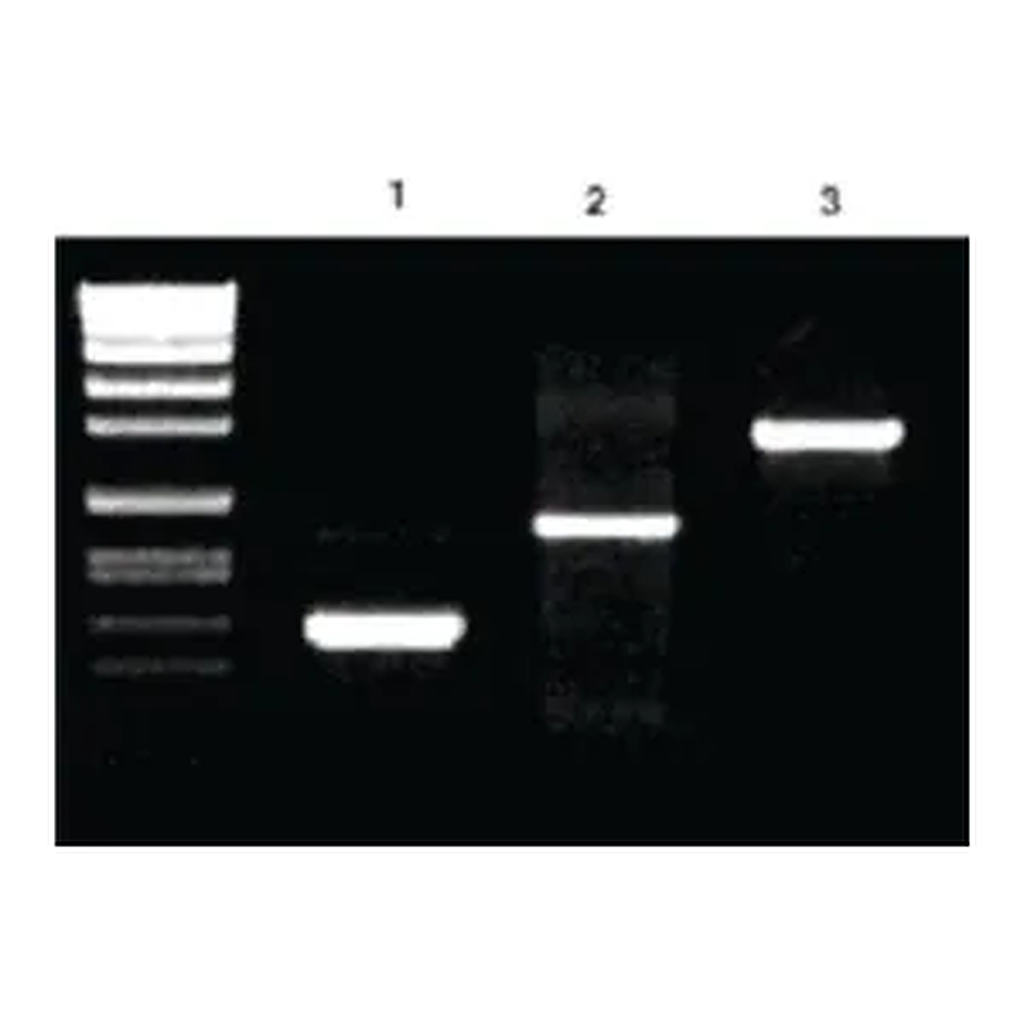 Merck Pwo Master