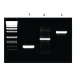 Merck Pwo Master