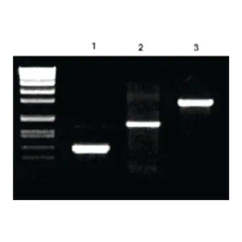 Merck Pwo Master