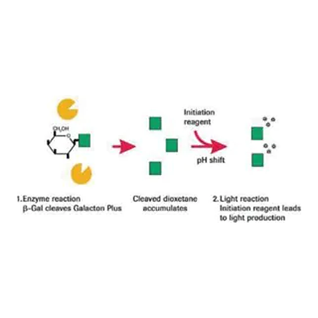 Merck β-Gal Reporter Gene Assay, chemiluminescent