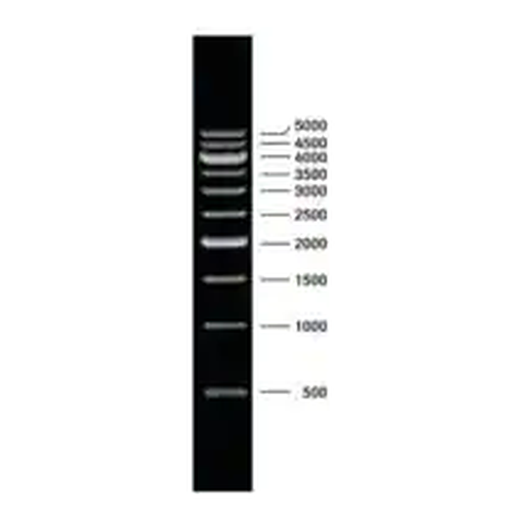 Merck DNA Molecular Weight Marker XVII (500 bp ladder)