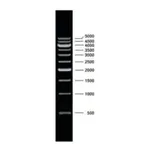 Merck DNA Molecular Weight Marker XVII (500 bp ladder)