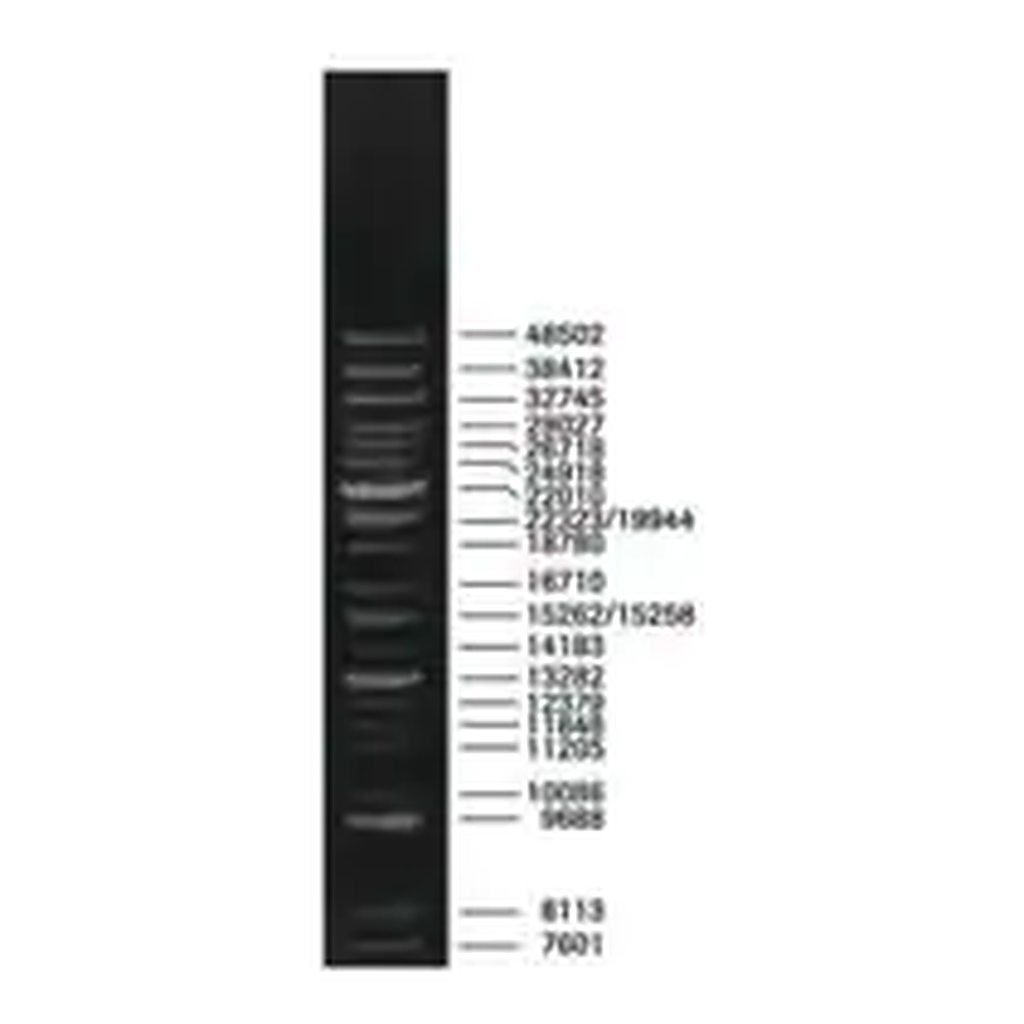 Merck DNA Molecular Weight Marker XV (Expand DNA Molecular Weight Marker)