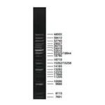 Merck DNA Molecular Weight Marker XV (Expand DNA Molecular Weight Marker)