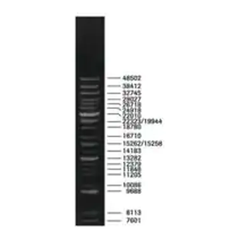 Merck DNA Molecular Weight Marker XV (Expand DNA Molecular Weight Marker)