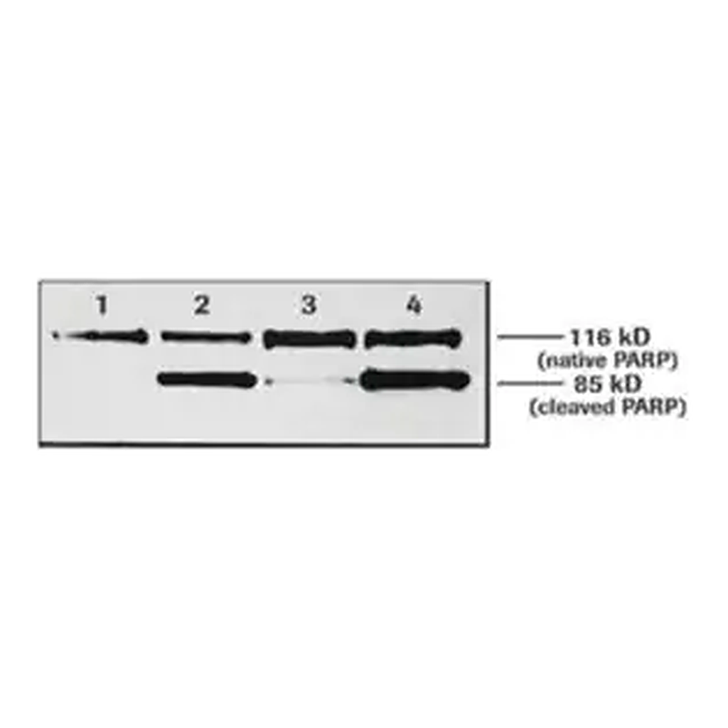 Merck Anti-Poly (ADP-Ribose) Polymerase