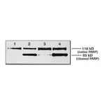 Merck Anti-Poly (ADP-Ribose) Polymerase