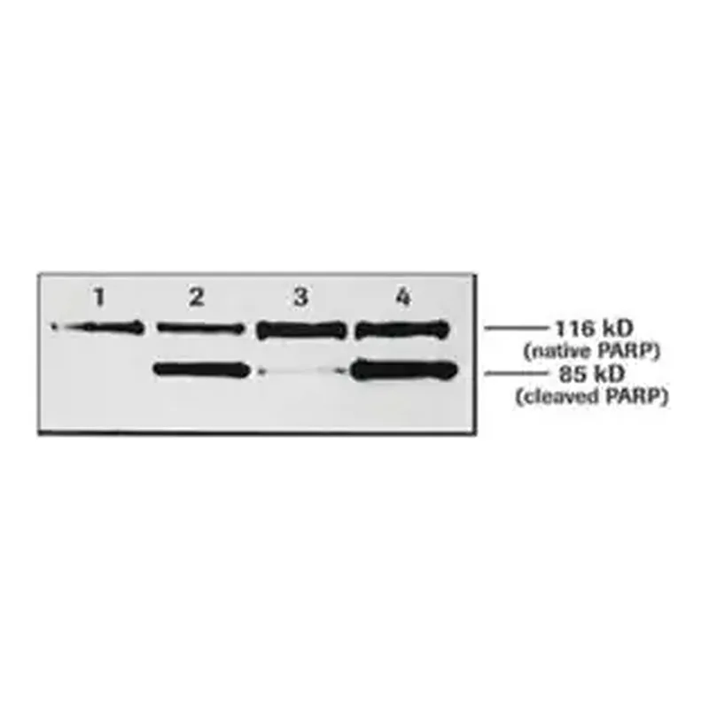 Merck Anti-Poly (ADP-Ribose) Polymerase
