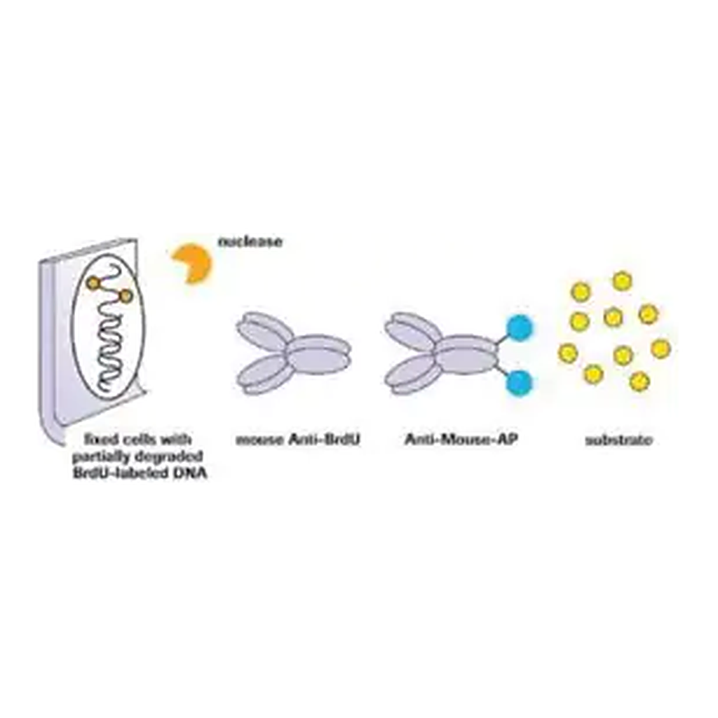 Merck 5-Bromo-2′-deoxy-uridine Labeling and Detection Kit II
