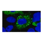 Merck Anti-SARS-CoV-1/2 NP Antibody, clone 1C7C7 ZooMAb Mouse Monoclonal