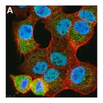 Merck Anti-Ubiquitin K48-Specific Antibody, clone Apu2 ZooMAb Rabbit Monoclonal