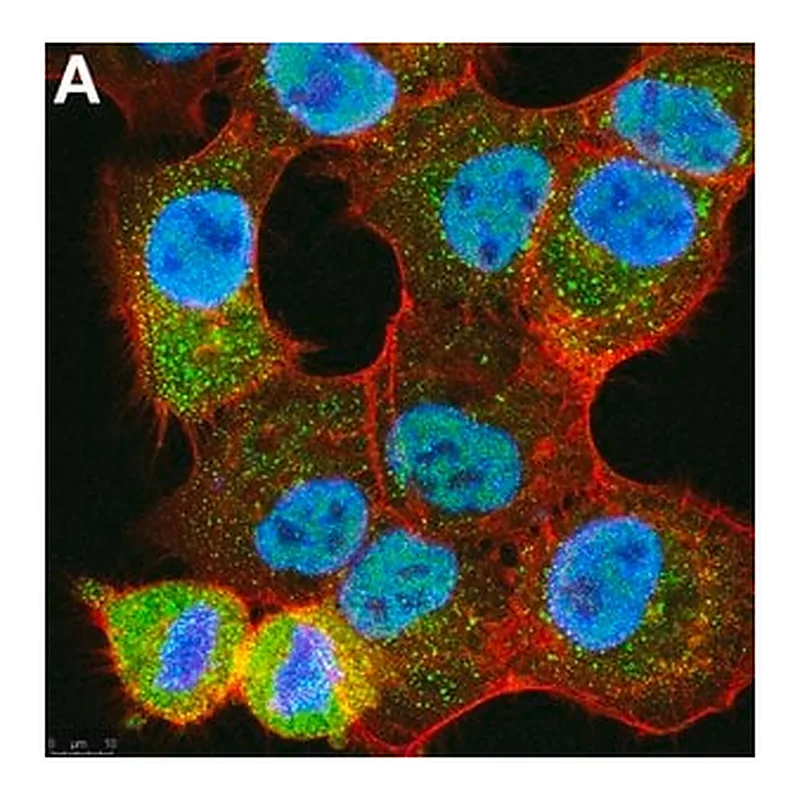 Merck Anti-Ubiquitin K48-Specific Antibody, clone Apu2 ZooMAb Rabbit Monoclonal