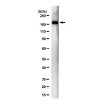 Merck Anti-SARS-CoV-1/2 S Protein Antibody, clone 2B3E5 ZooMAb Mouse Monoclonal