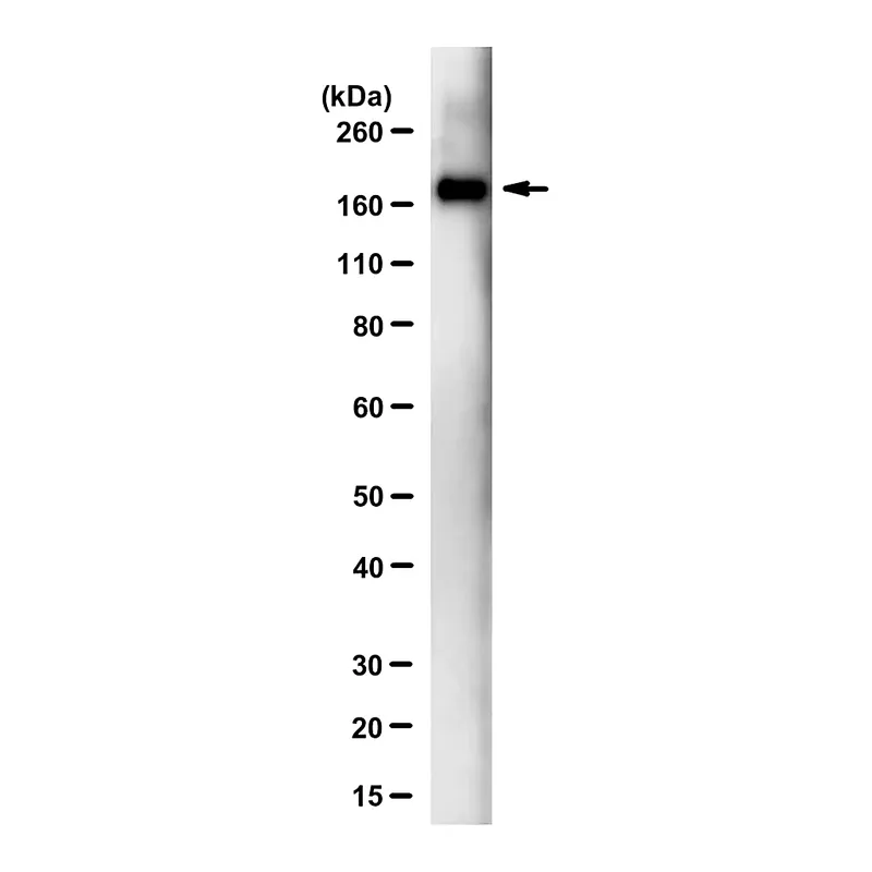 Merck Anti-SARS-CoV-1/2 S Protein Antibody, clone 2B3E5 ZooMAb Mouse Monoclonal