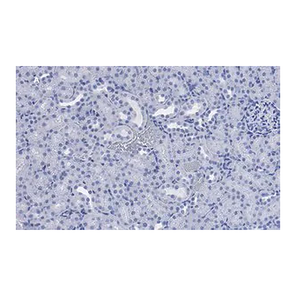 Merck Anti-CD133 (Prominin-1) Antibody, clone 2F8, ZooMAb Rabbit Monoclonal