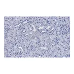 Merck Anti-CD133 (Prominin-1) Antibody, clone 2F8, ZooMAb Rabbit Monoclonal