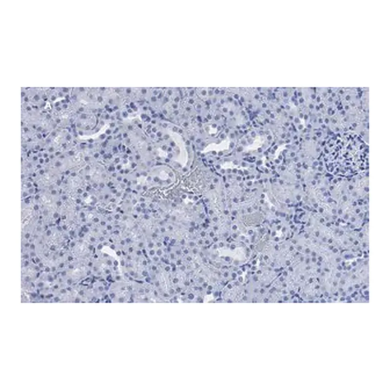 Merck Anti-CD133 (Prominin-1) Antibody, clone 2F8, ZooMAb Rabbit Monoclonal