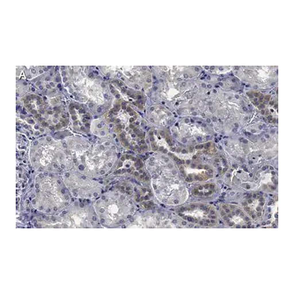 Merck Anti-STX17 Antibody, clone 1B3 ZooMAb Rabbit Monoclonal