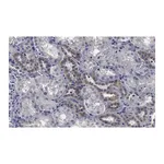 Merck Anti-STX17 Antibody, clone 1B3 ZooMAb Rabbit Monoclonal