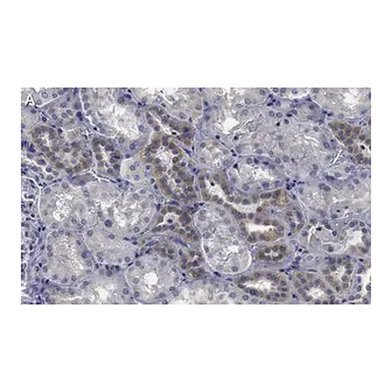 Merck Anti-STX17 Antibody, clone 1B3 ZooMAb Rabbit Monoclonal