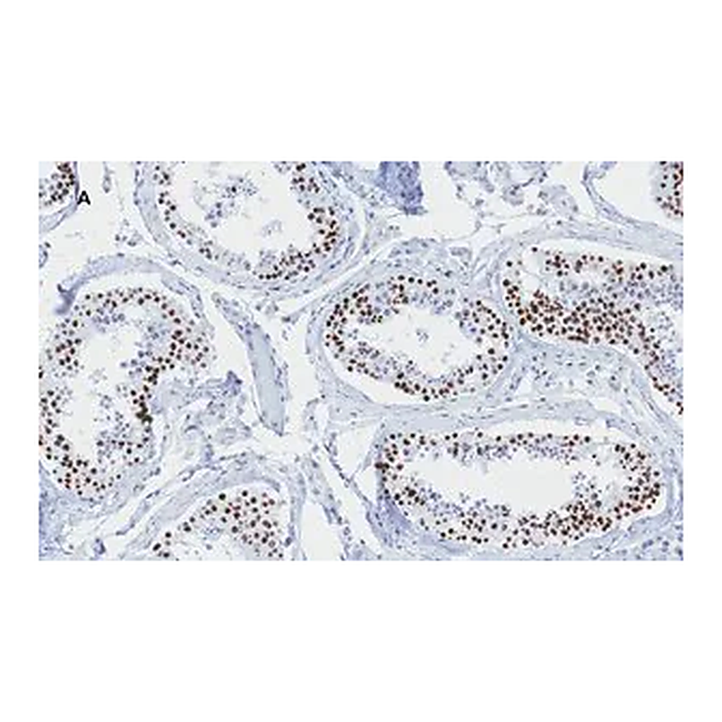 Merck Anti-phospho-Histone H2A.X (Ser139) Antibody, clone 6L16, ZooMAb Rabbit Monoclonal