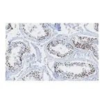 Merck Anti-phospho-Histone H2A.X (Ser139) Antibody, clone 6L16, ZooMAb Rabbit Monoclonal