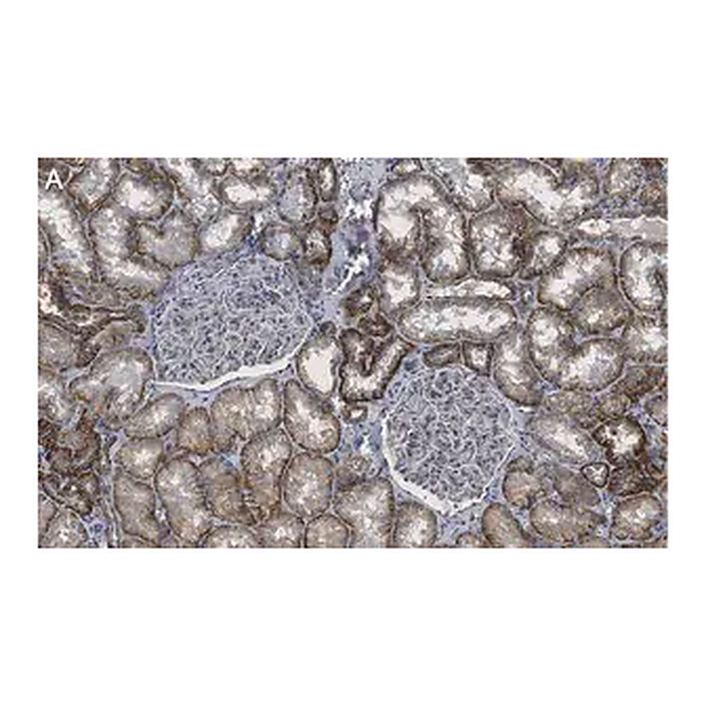 Merck Anti-Spectrin α Antibody, clone 2G17 ZooMAb Rabbit Monoclonal