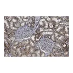 Merck Anti-Spectrin α Antibody, clone 2G17 ZooMAb Rabbit Monoclonal
