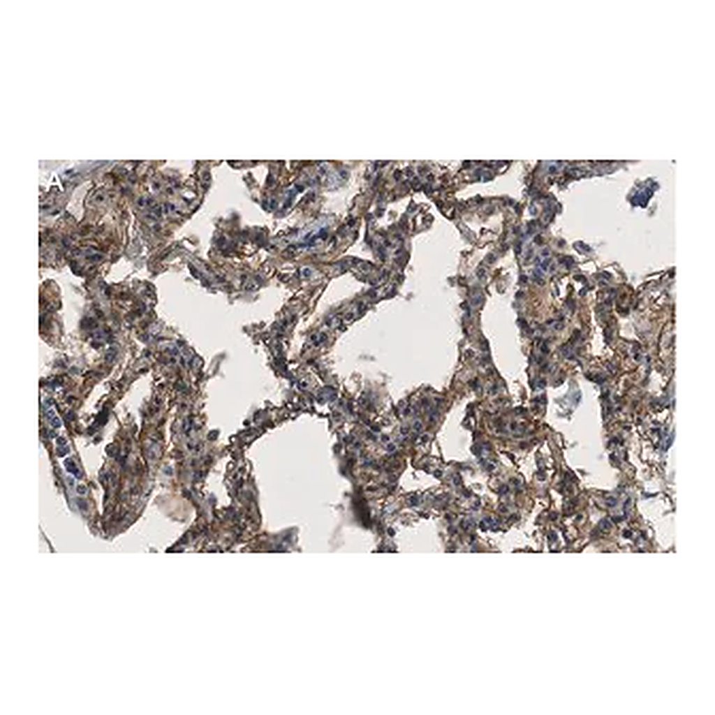Merck Anti-CD54 Antibody, clone 2C15 ZooMAb Rabbit Monoclonal