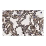 Merck Anti-CD54 Antibody, clone 2C15 ZooMAb Rabbit Monoclonal