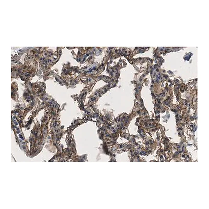 Merck Anti-CD54 Antibody, clone 2C15 ZooMAb Rabbit Monoclonal