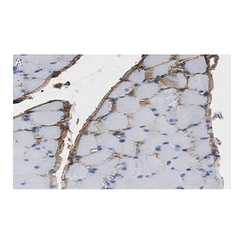 Merck Anti-Fibroblast Antibody, clone TE-7 ZooMAb Mouse Monoclonal