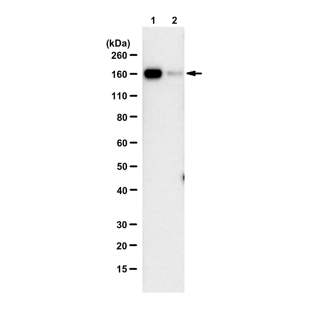 Merck Anti-SARS-CoV-1/2 S Protein Antibody, clone hu2B3E5 ZooMAb Chimeric Monoclonal