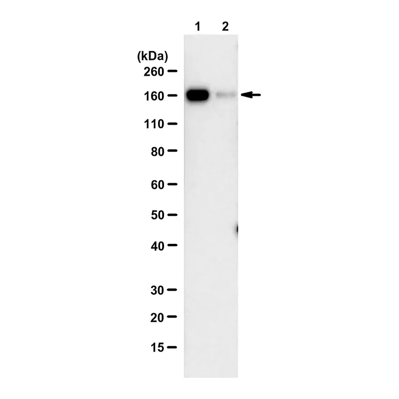 Merck Anti-SARS-CoV-1/2 S Protein Antibody, clone hu2B3E5 ZooMAb Chimeric Monoclonal