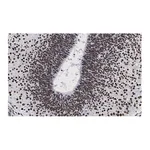 Merck Anti-LMX-1 Antibody, clone 4L12, ZooMAb Rabbit Monoclonal