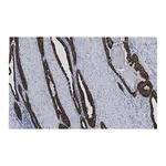 Merck Anti-Cytokeratin-8 Antibody, clone 2D17 ZooMAb Rabbit Monoclonal