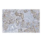 Merck Anti-Rab7A Antibody, clone 4E15 ZooMAb Rabbit Monoclonal