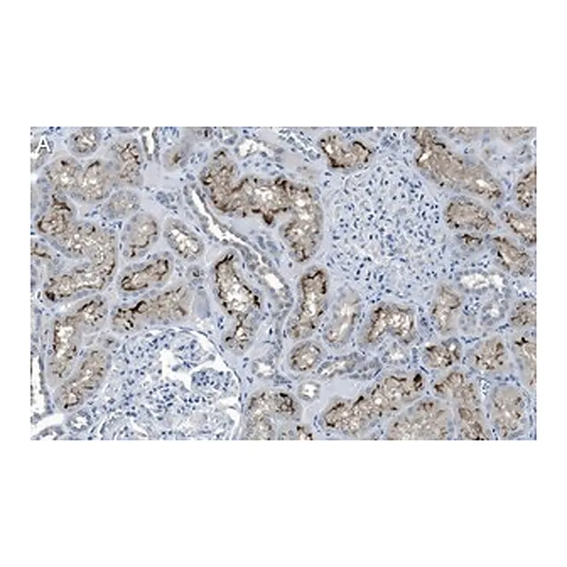 Merck Anti-Rab7A Antibody, clone 4E15 ZooMAb Rabbit Monoclonal