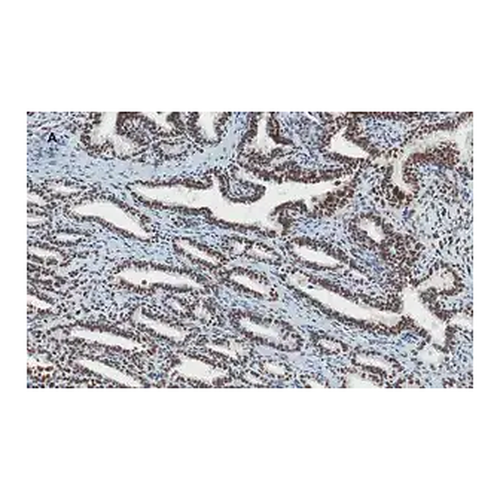 Merck Anti-ATRX Antibody, clone 2A12, ZooMAb Rabbit Monoclonal