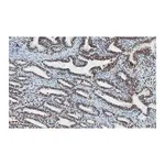Merck Anti-ATRX Antibody, clone 2A12, ZooMAb Rabbit Monoclonal