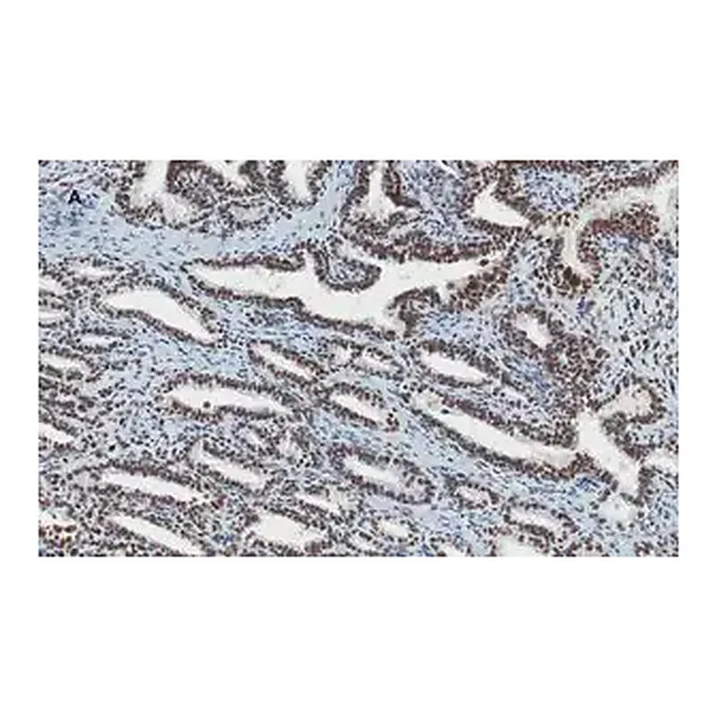 Merck Anti-ATRX Antibody, clone 2A12, ZooMAb Rabbit Monoclonal