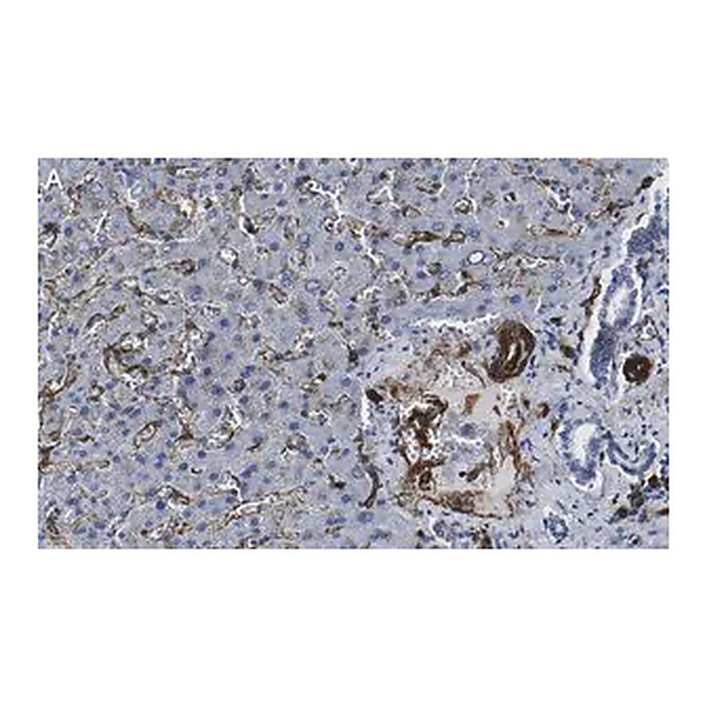 Merck Anti-Caveolin-1 Antibody, clone 1D10 ZooMAb Rabbit Monoclonal