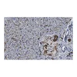 Merck Anti-Caveolin-1 Antibody, clone 1D10 ZooMAb Rabbit Monoclonal