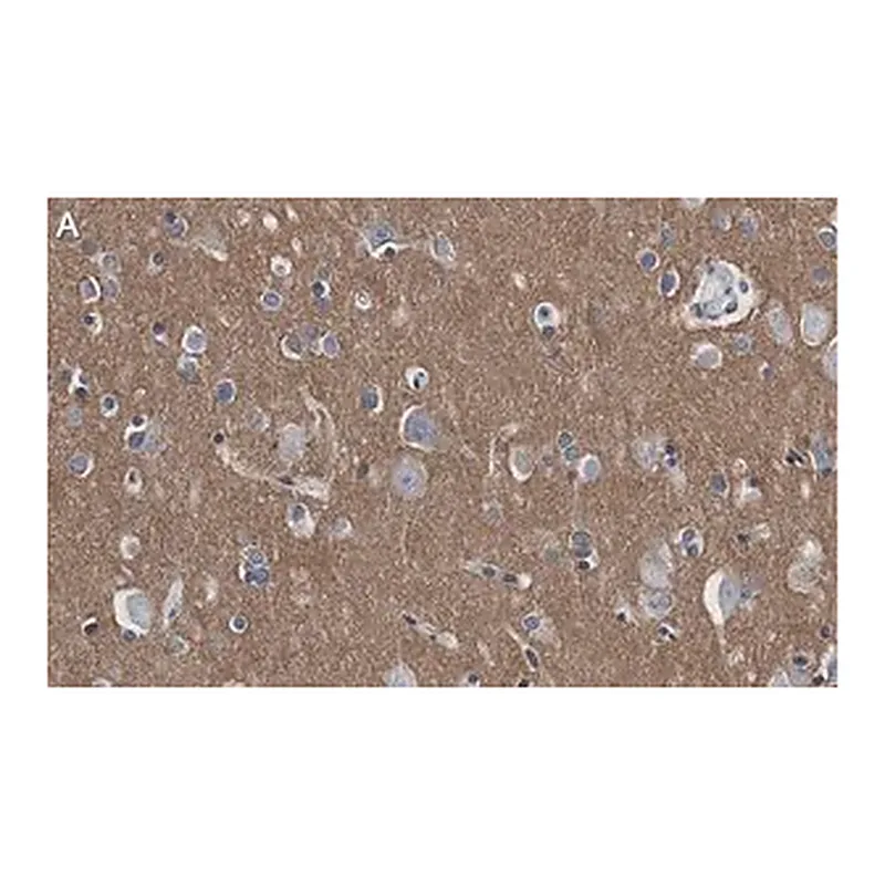Merck Anti-CD56 Antibody, clone 3F5 ZooMAb Rabbit Monoclonal